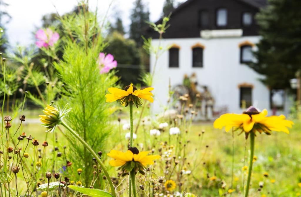 Pension Haus Fuerstenberg Beierfeld Zewnętrze zdjęcie